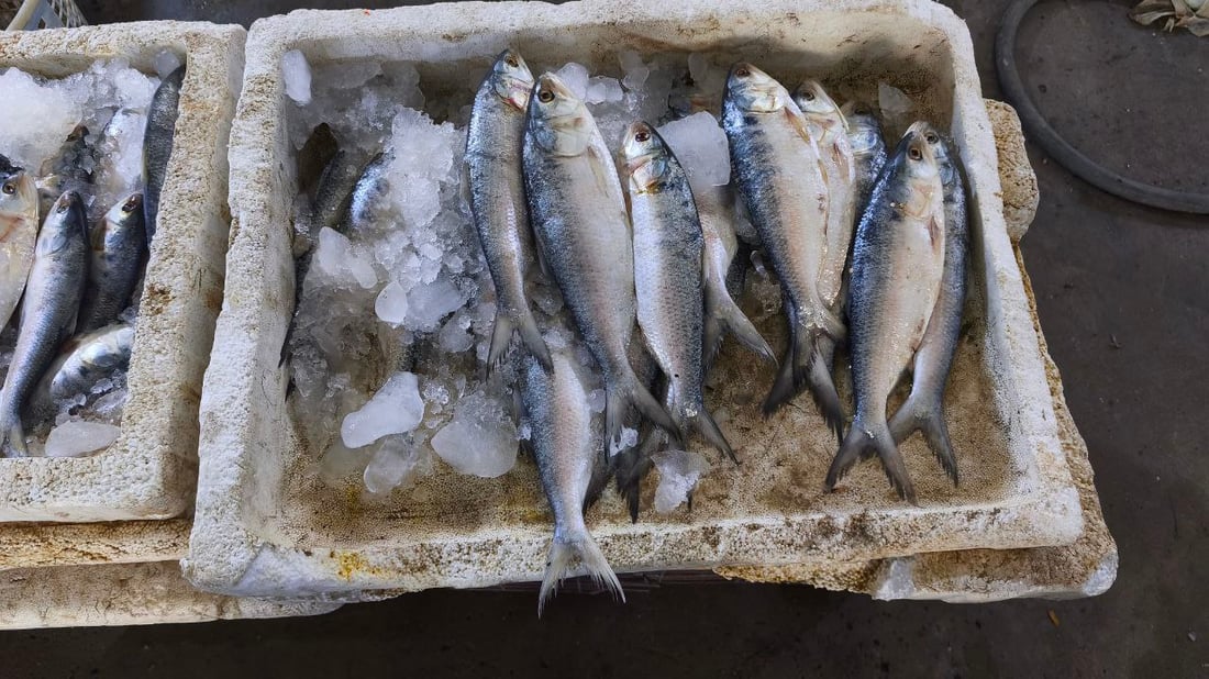 سمكة الضلعة لم تتأثر بالحرب.. 5 أطنان في مرسى النقعة (صور)