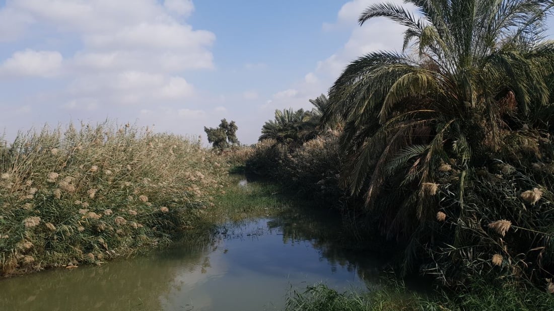 البصرة: أسعار الأراضي الزراعية في “الهارثة” تحلّق.. وتتجاوز تركيا! (صور)