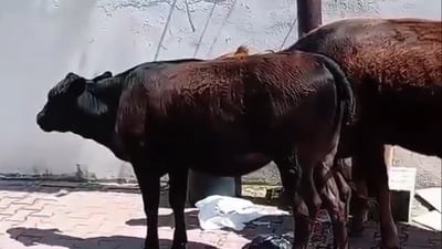 گەڕەکەکانی بازیان حاڵیان نەماوە بەدەست مانگاوە