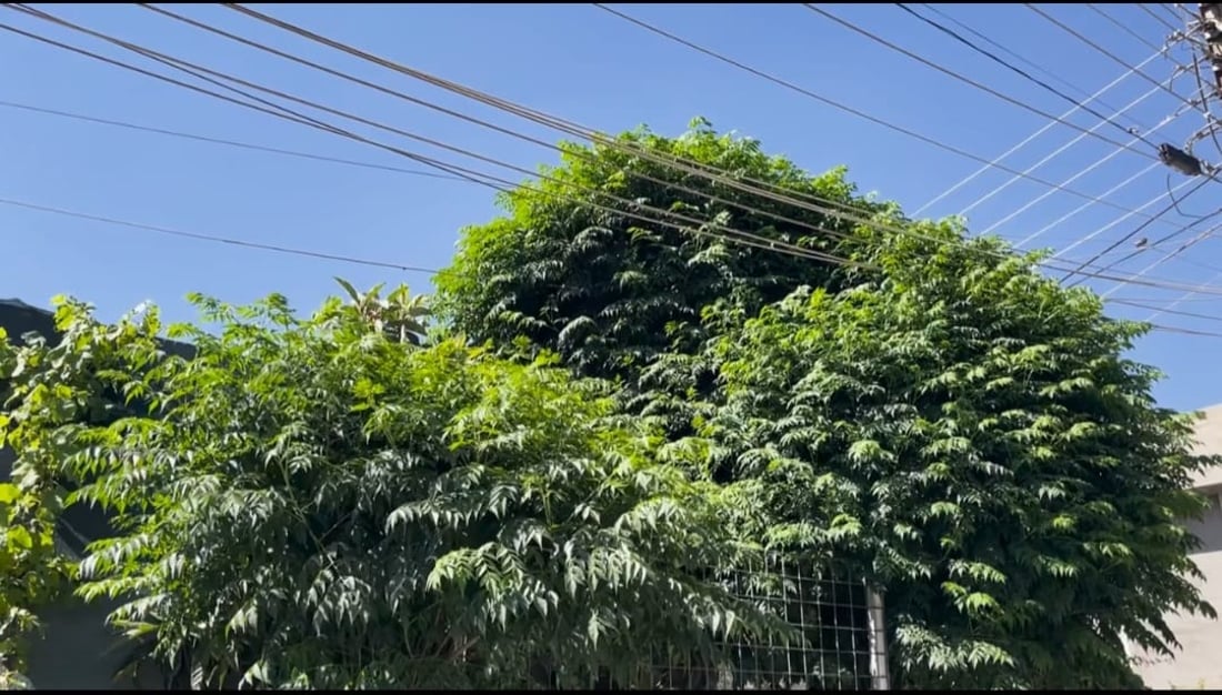 Sulaymaniyah electricity directorate warns against planting trees near power lines