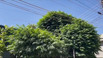 Sulaymaniyah electricity directorate warns against planting trees near power lines