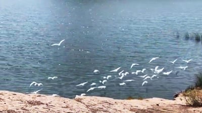 به‌نداوى ئاوه‌سپی بۆ یه‌كه‌مجار باڵنده‌ى نه‌وڕه‌سی هێنایه‌ سه‌نگاو