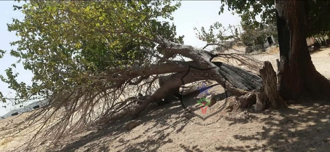 لەلایەن کەسانى نەناسراوەوە ئەم دارە 200 ساڵە سووتێندرا