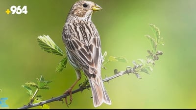 Kurdistan wildlife photography showcased in Erbil exhibition