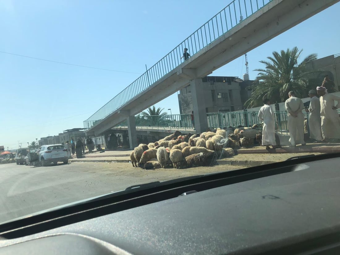 الحمى النزفية “وشيكة” في حي العامل.. مجزرة أضاحي كبرى على الخط السريع (صور)