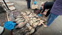 بازاڕی ماسیی نەخۆش و مردوو زیادی کردووە