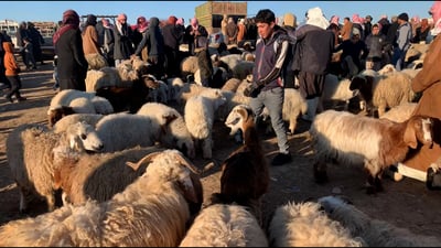 يوم مشمس في العياضية.. علوة الأغنام والطيور “ازدحام”