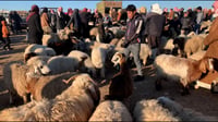 يوم مشمس في العياضية.. علوة الأغنام والطيور 