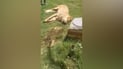 Man killed by ‘pet lion’ in Najaf’s Kufa