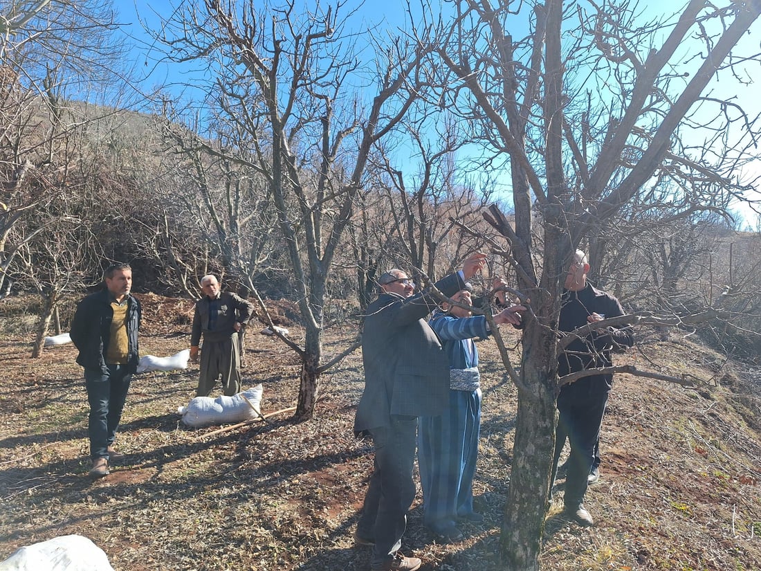 هه‌ر له‌ ئێستاوه‌ نیشانه‌ى چه‌ند نه‌خۆشییه‌ك له‌سه‌ر سێوه‌كانى به‌روارى باڵا ده‌ركه‌وتووه‌