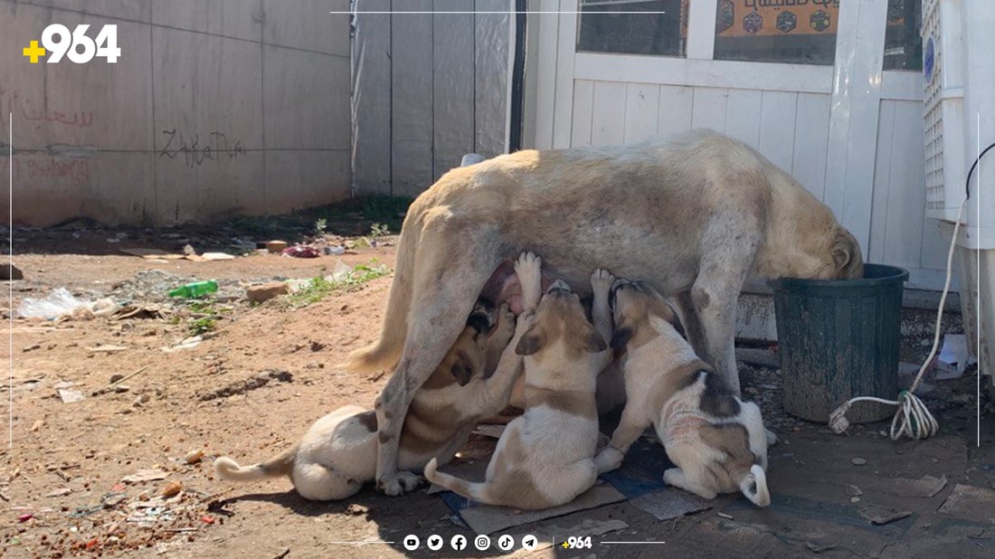 سەگ ببە شەڵتەر و پارە وەرگرە