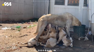 سەگ ببە شەڵتەر و پارە وەرگرە