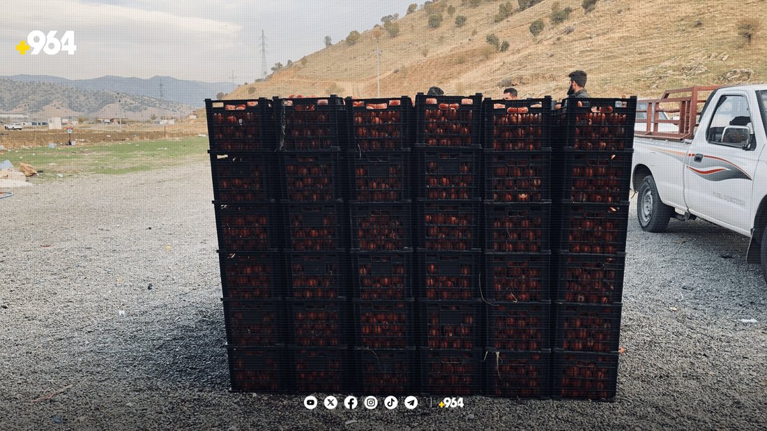 تەماتەی پێنجوێن کەمیکردووە و پارەش ناکات