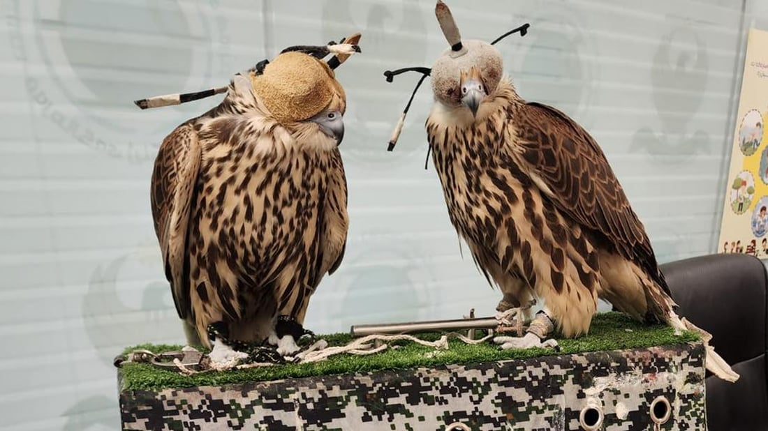 دوو باڵندەى جۆرى “باز” لە فڕۆکەخانەى نیودەوڵەتى هەولێر دەستیان بەسەرداگیرا