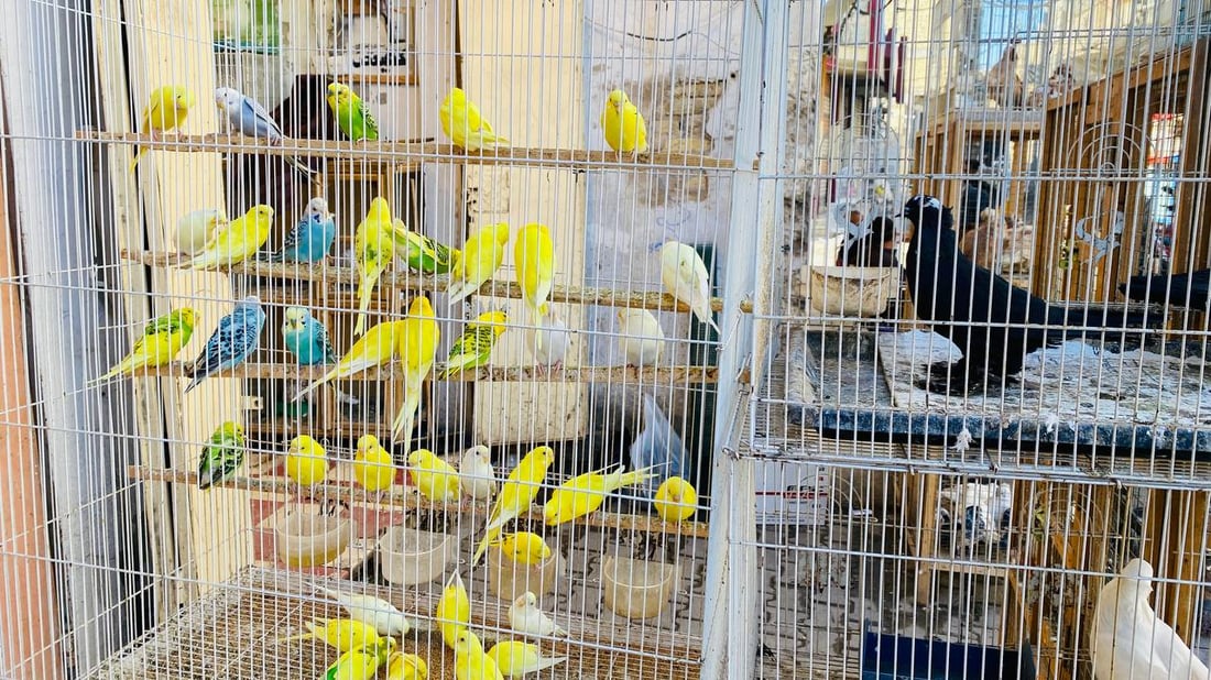 الطيور والقطط تشعل نزاعاً في ميسان بين الأطباء والتجار.. إنه موسم الأمراض