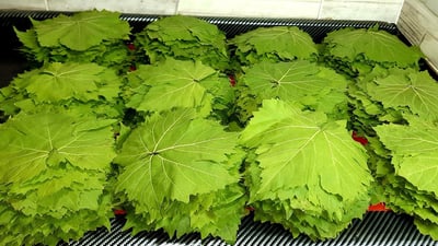 نۆبەرەی گەڵامێو کیلۆی بە 30 هەزارە و کەس دەستی ناکەوێت