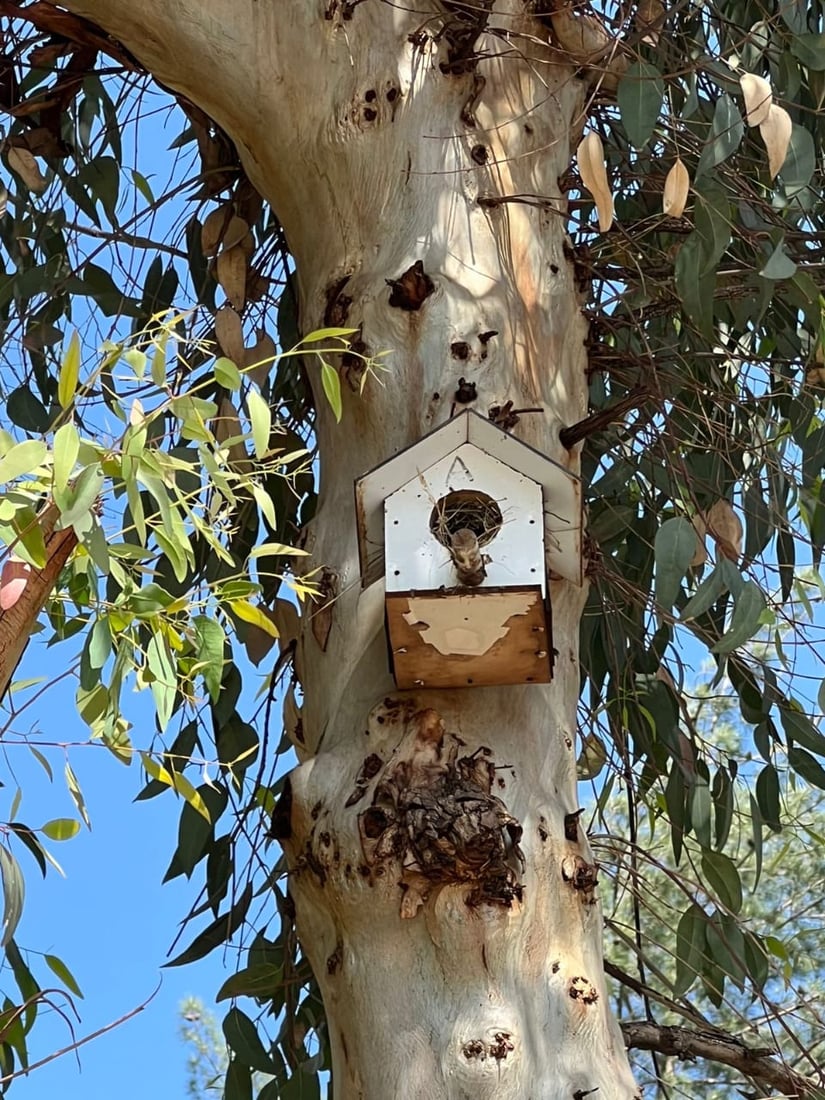 ئه‌و هێلانه‌ ده‌ستكردانه‌ى بۆ باڵنده‌كانى شه‌قڵاوه‌ دروستكرابوون ئاوه‌دان بوونه‌ته‌وه‌