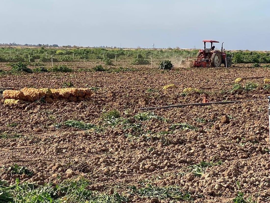 صور: موسم مبشر والإنتاج سيتضاعف أكثر.. ديالى تحصد بطاطا “أريزونا” و”ليدي روزيتا”