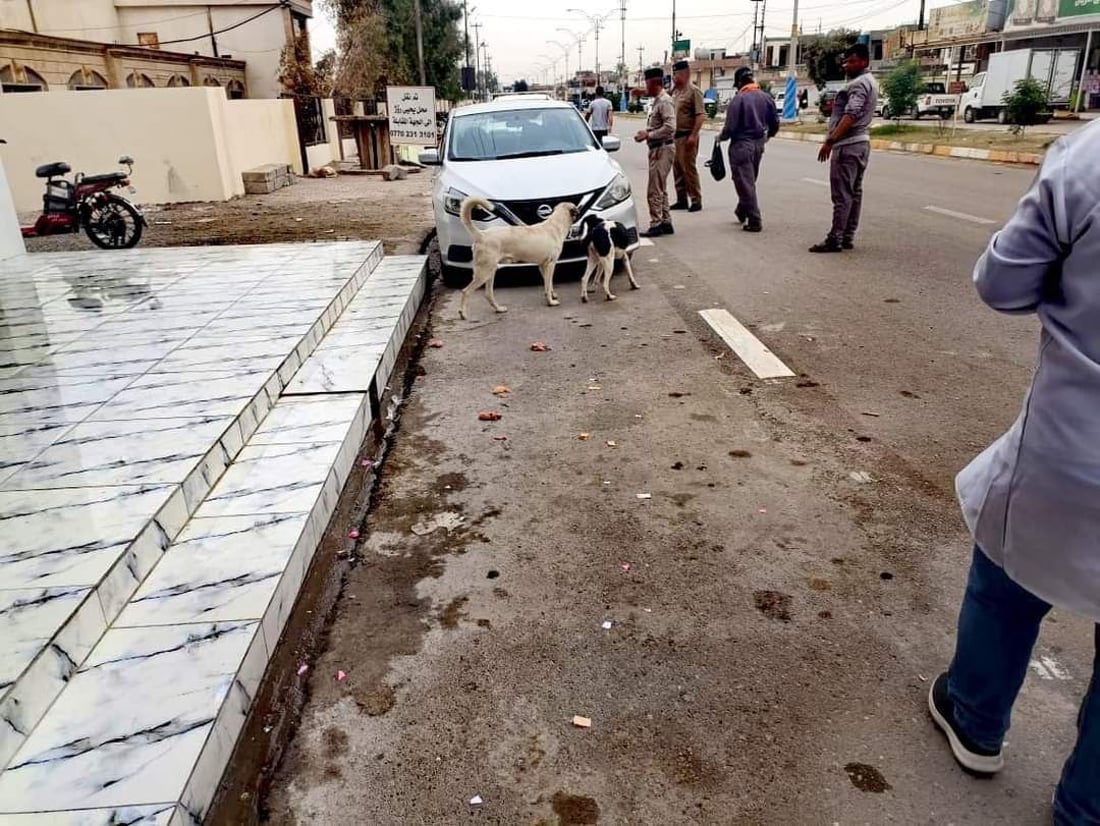 سەگی بێلانە دانیشتووانی خورماتوویان هەراسان کردووە