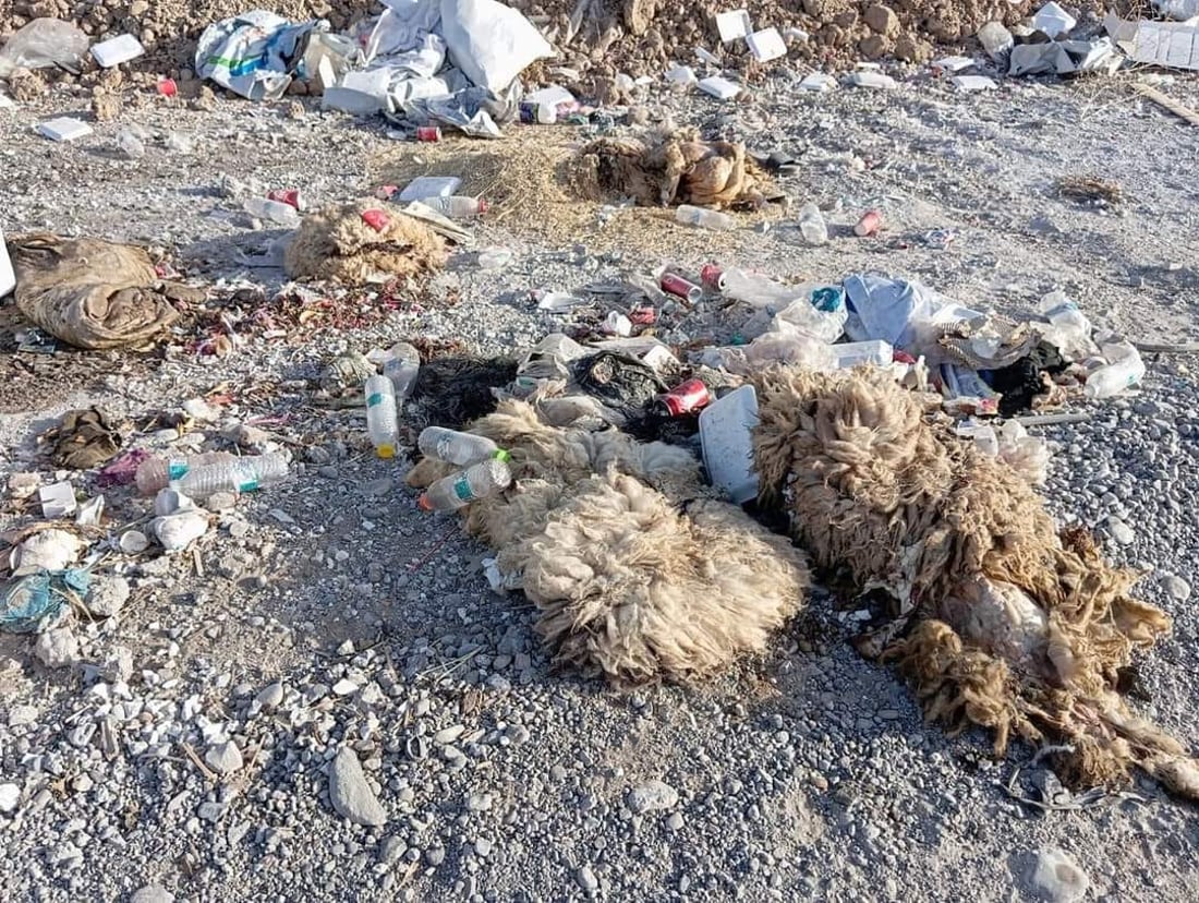 هه‌ر كه‌سێك پاشماوه‌ى قوربانیكردن له‌ سه‌ر شه‌قام فڕێبدات قوربانییه‌كه‌ى دروست نییه‌