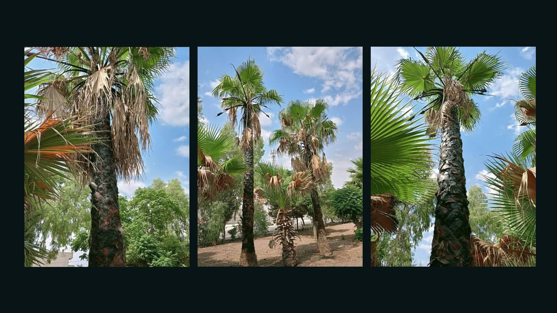 رێكخراوێكی ژینگه‌یی: چه‌ند درەختێكى واشنتۆنیا له‌ ناو ناحیه‌ى ته‌كیه‌ شێوێندراون