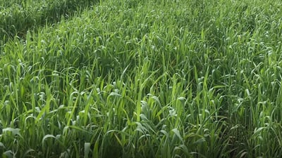 پلانى زستانە پەسەندکرا: 4.5 ملیۆن دۆنم زەوى بە گەنم دەچێندرێت