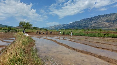 دهوك تزرع الرز غالي الثمن بمساحات أكبر هذا العام.. كغم عقرة يصل إلى 4500 دينار