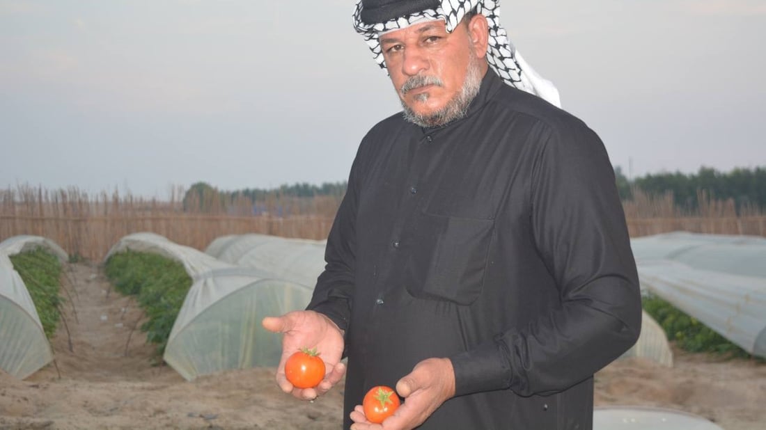 طماطة الزبير الأشهى والأكثر خسارة في العراق.. قائمة بالديون والنفقات (صور)