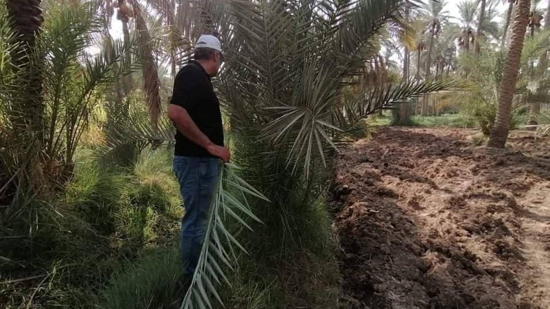 “عنكبوت الغبار” في كربلاء.. الزراعة تحذر الفلاحين من بساتين النخيل المهملة (صور)