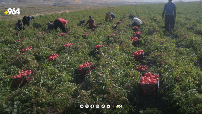 بەرهەمی کشتوکاڵی پێنجوێن زیاتر لە 280 هەزار تۆنە بۆ ئەمساڵ