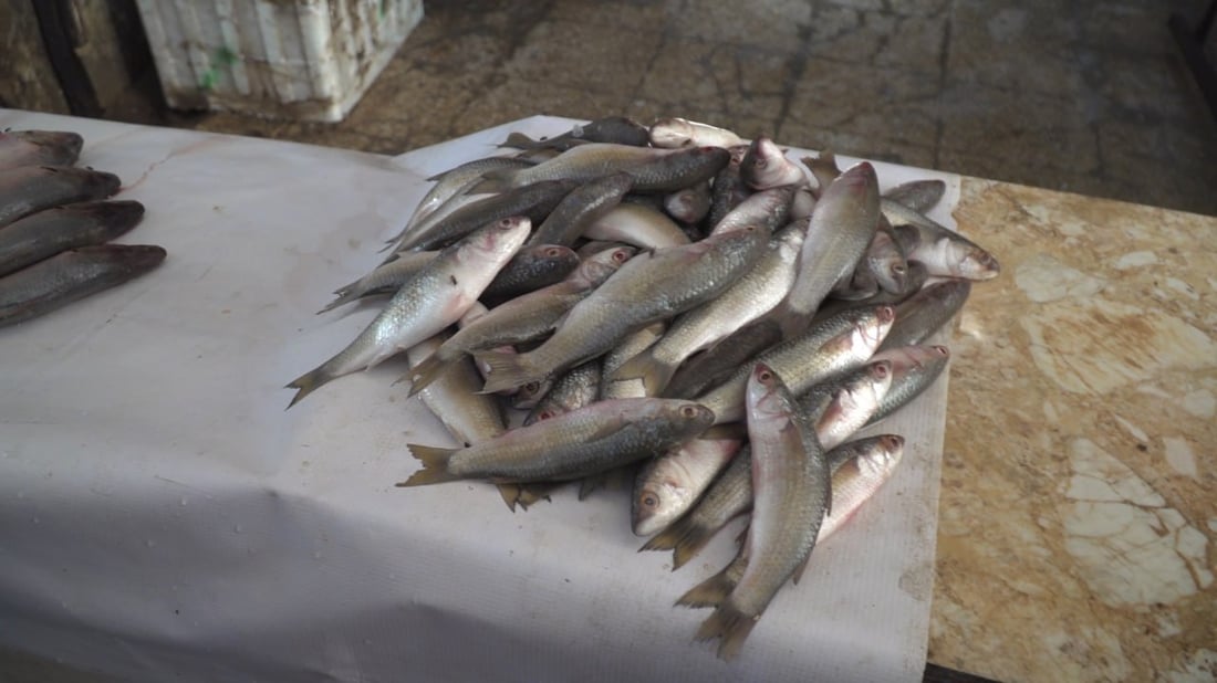 لا يدخل علوة الحلة ويباع بالاتفاق.. حرش البزل بـ 12 ألف دينار بسبب الجفاف (صور)