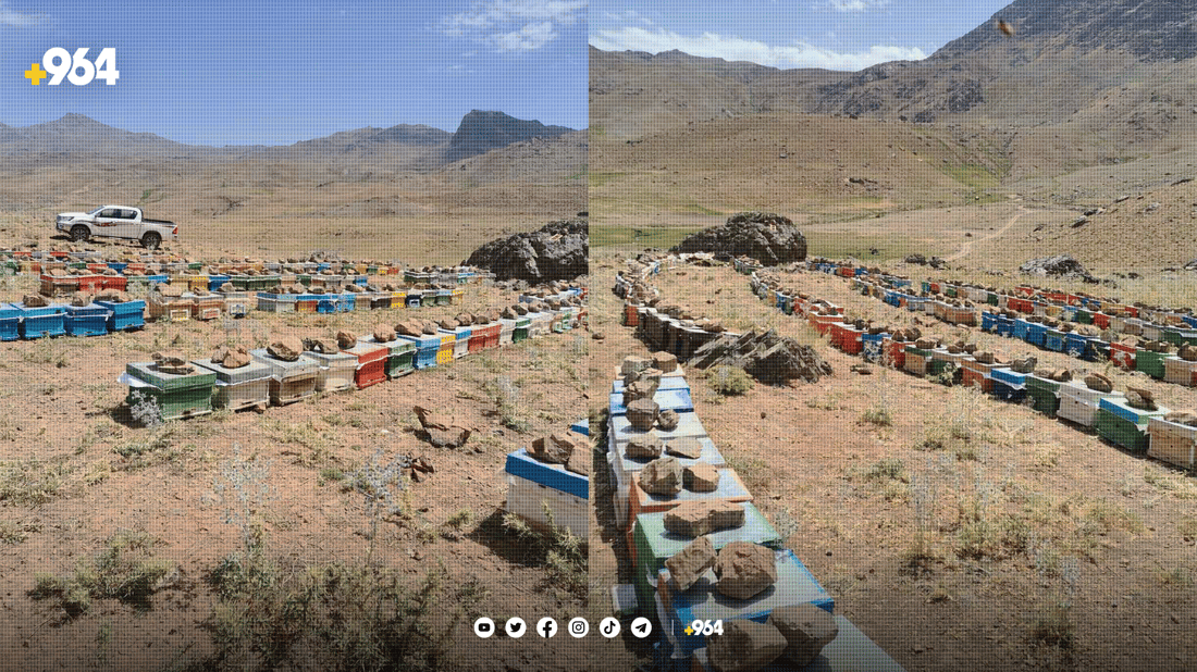 شانە هەنگەکانی سنووری برادۆست بە جارێ تاڵان کران