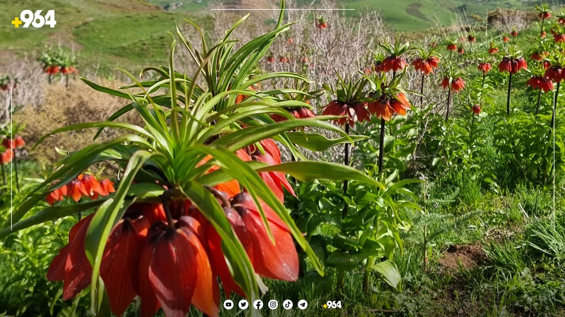 شلێرەکانی باڵەکایەتی قەتڵ و عام دەکرێن