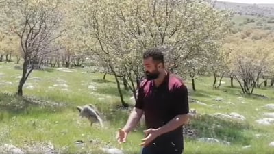 گەنجێکی ژینگەدۆست دوو کەوی ئازاد کرد 