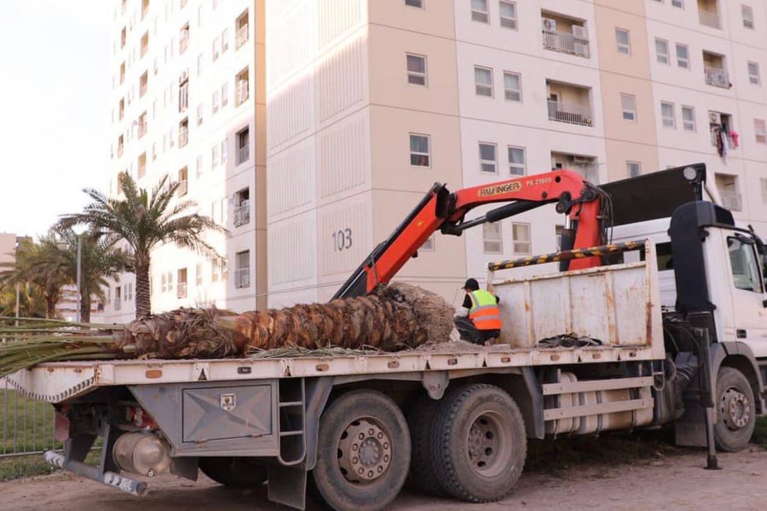 صور: سكان بسماية يزرعون النخيل والثيل قبل الصيف.. “الحياة أجمل الآن”