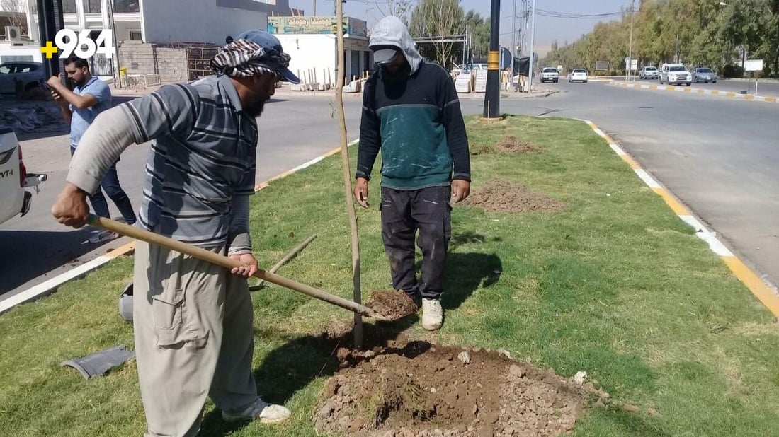 شجرة “جاكرندا” الرائعة قريباً في جزرات آلتون كوبري.. بدأت الزراعة (صور)