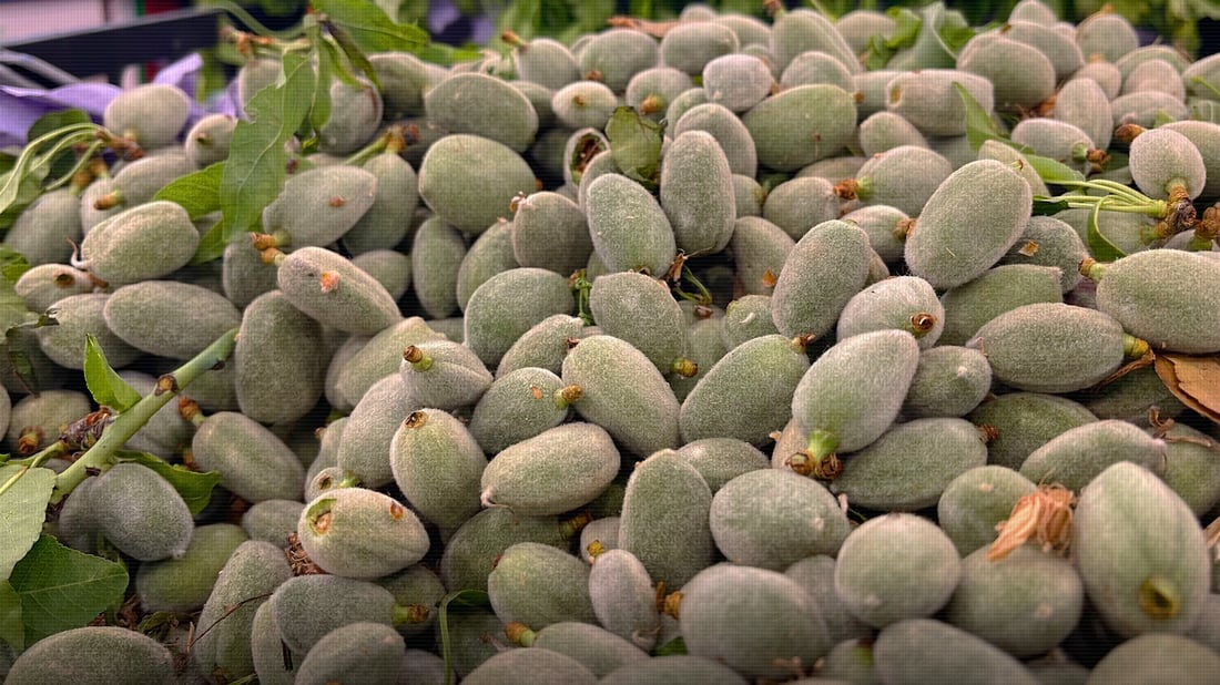 نۆبەرەی چوالە هاتە بازاڕەوە