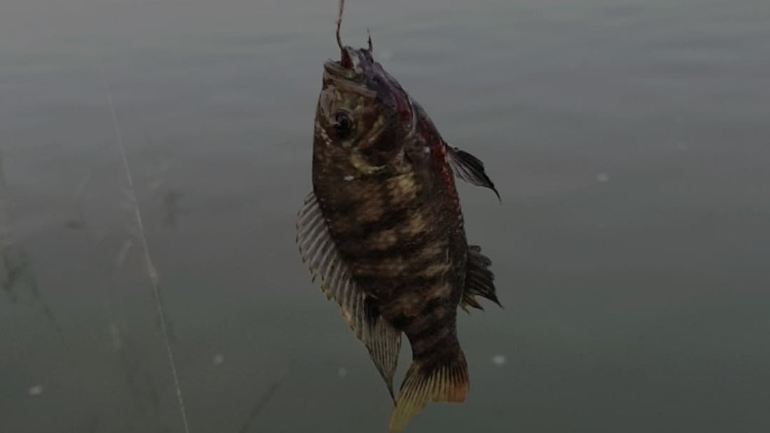 صور: تجربة في البصرة لمنافسة “الكارب”.. مزرعة “بلطي” تغامر في أكبر أسواق السمك