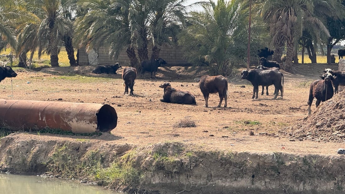 صور تعيد الأمل.. الجواميس غطست في شط المشخاب مجدداً بعد “أسوأ عامين”