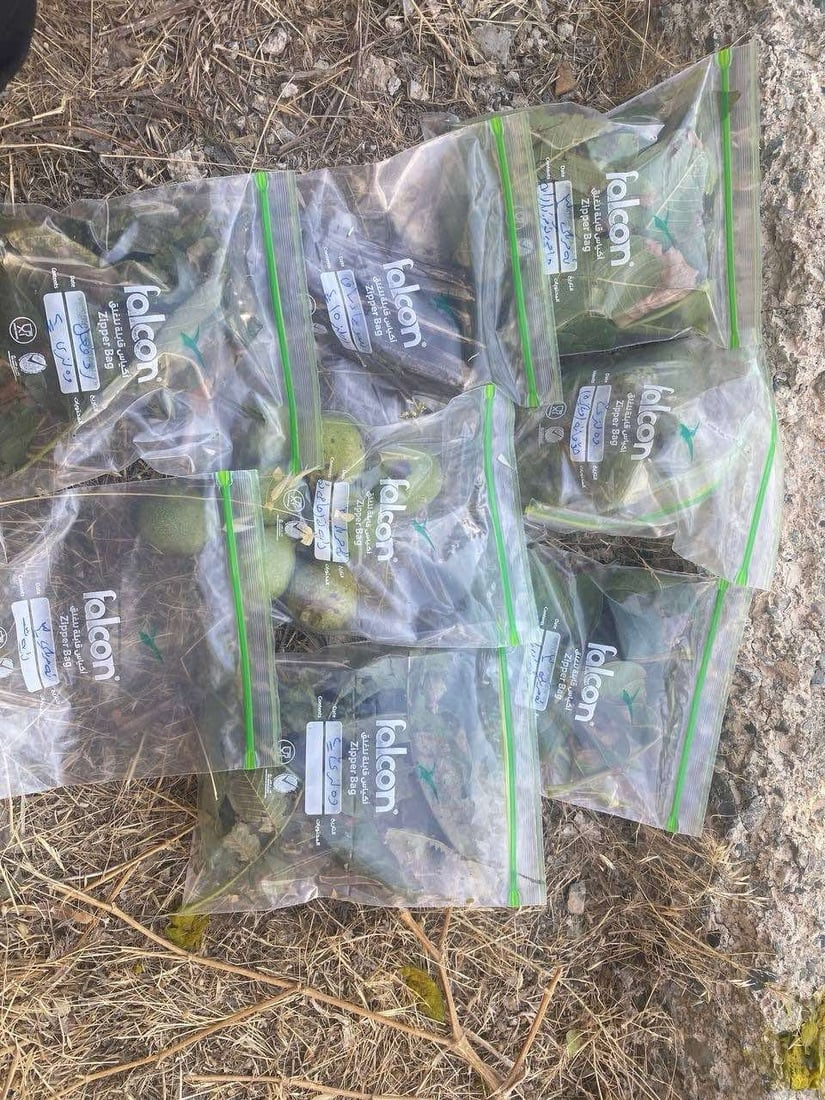 964mediaصورة من منصة (شبكة): 