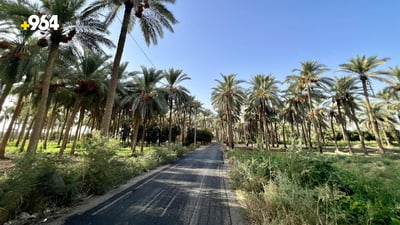 صور ساحرة من حديثة: البساتين خلابة والفلاحون ينتظرون “الحصاد الذهبي”