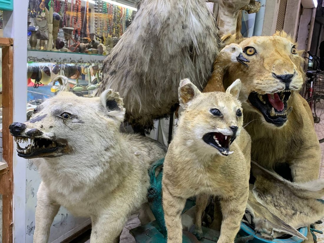 أسد ودب قطبي وأرخصها الهدهد.. الكربلائي تعلم التحنيط واشتهر في كّل العراق (صور)