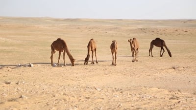 بادية السماوة غاضبة جداً على سباق الإبل: بغداد تجاهلت نجاحنا في السعودية (فيديو)