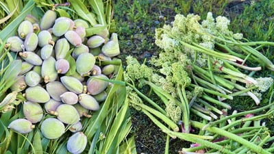 ئه‌مساڵ سنووری گوندی دەشتێی شارباژێڕ پڕی نێركه‌ رێواسه‌