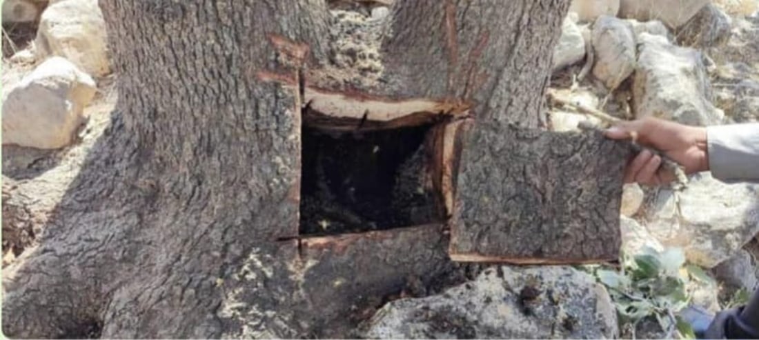 Sulaymaniyah forestry police issue warning against tree felling for honey