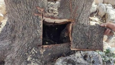 Sulaymaniyah forestry police issue warning against tree felling for honey