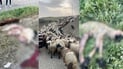 بارهەڵگرێک خۆیکرد بەناو رانەمەڕێکدا و 15 سەر مەڕی کرد بەژێرەوە