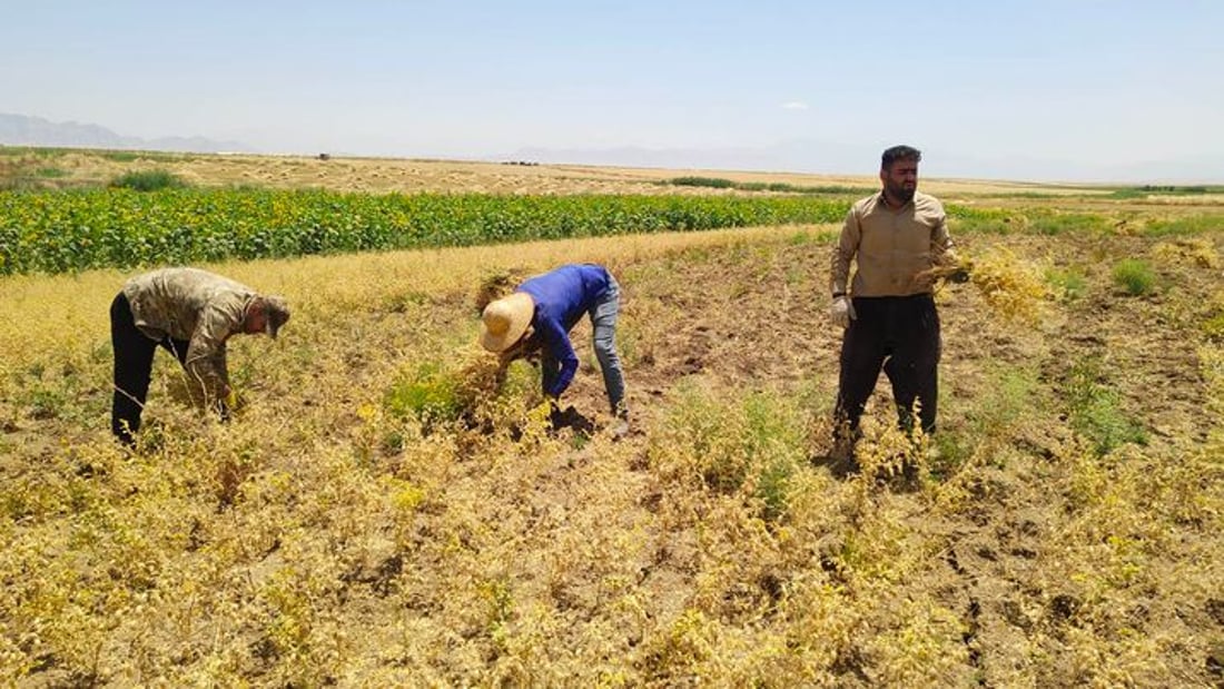 +964صورة من منصة (شبكة): 