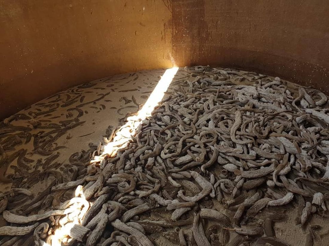 ضبط معمل طرشي متخفي في النجف.. حجز 70 طناً من المواد الأولية والتمور التالفة