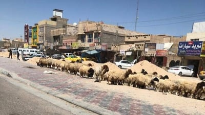 كربلاء لا تسيطر على أطرافها.. أشلاء الأضاحي على أرصفة العامل واليرموك (صور)